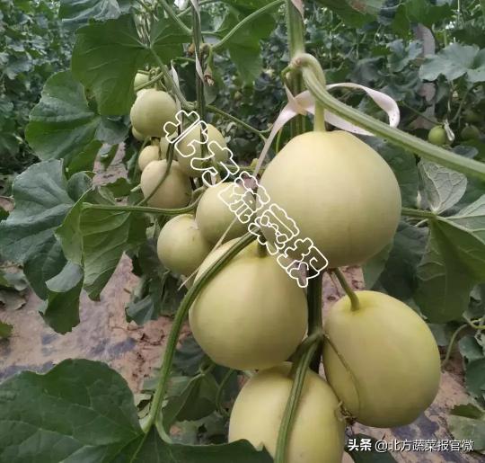 瑞克斯旺種子價格（甜瓜）