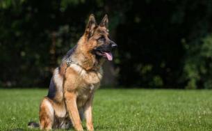 名犬图片大全和名子价格表（最贵的8种狗狗）