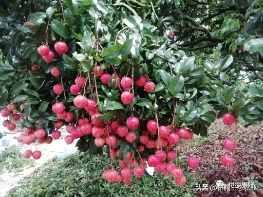 夏黑葡萄今年价格行情（广西农产品一周价格行情）