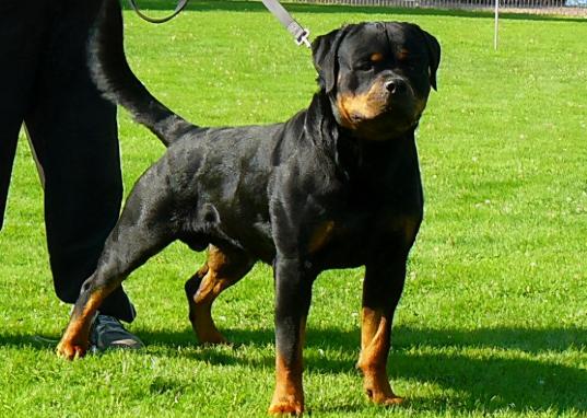 纯种罗威纳幼犬多少钱一只（没这个实力就别养）