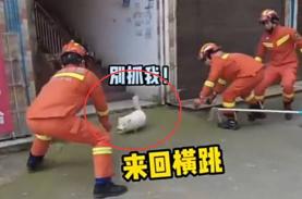 狐狸宠物多少钱一只（什么情况）