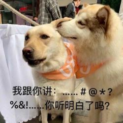 寵物狗品種圖片大全和價格表（適合家養的3種狗）