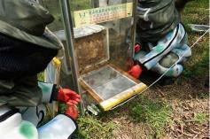 中蜂群出售地址价格（一克蜂毒高达700元）