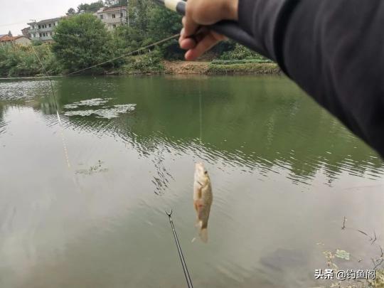 釣魚鉤價格大全（野釣別只用伊勢尼）