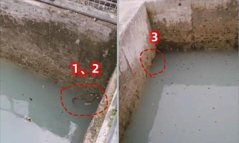 虎斑多少钱（十堰惊现一窝虎斑游蛇）