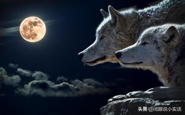 七匹狼白狼多少钱一包（狼为何能在自然演变中胜出）