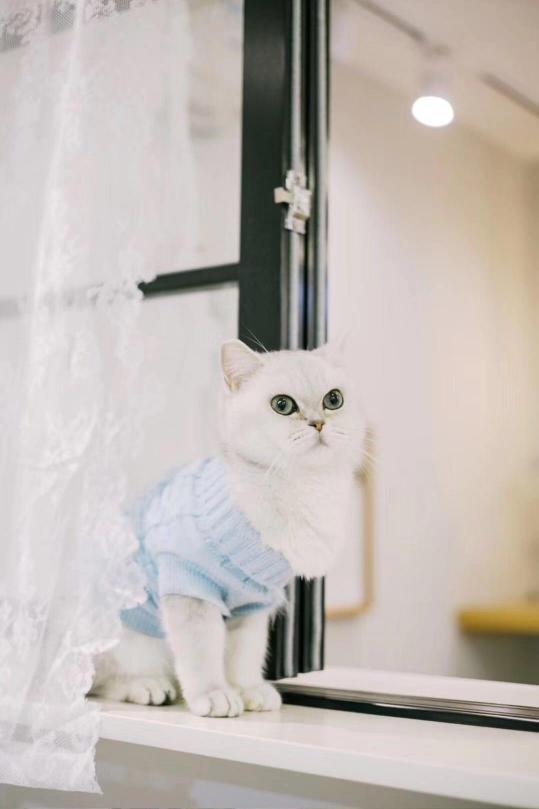 猫咪白内障手术多少钱（猫咪流泪抓挠）