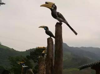 2016年灰燕鳥價格（滇西邊境）
