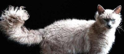 世界上最贵的猫多少钱（全球最贵的10种猫咪）
