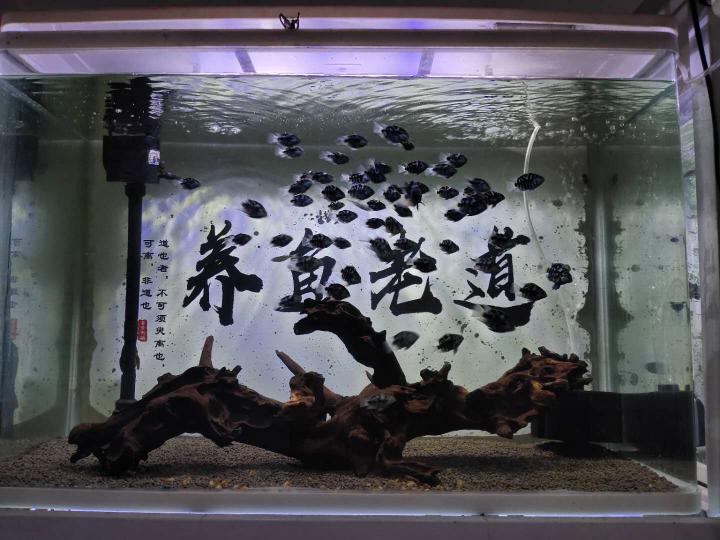 鱼缸充氧机价格（连续有三位鱼友）