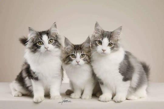 橘猫价格多少钱一只（花钱如流水的几种猫）