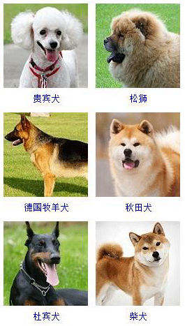 寵物狗品種圖片大全和價格表(轉載)