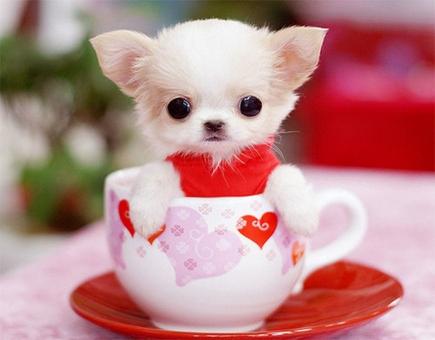 茶杯比熊犬多少钱一只（超可爱狗狗却短命）