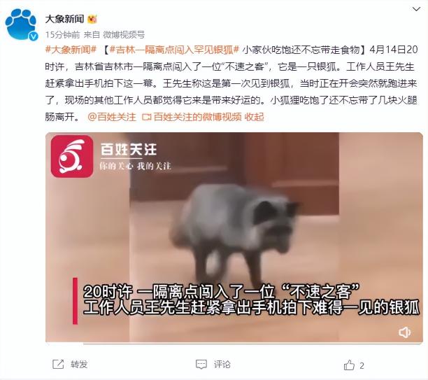 狐狸宠物多少钱一只（罕见）