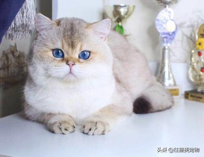 金虎斑猫多少钱一只（不是所有的英国短毛猫都值70万）