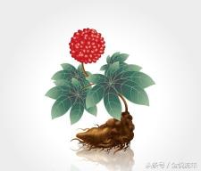 三七粉的作用与功效价格（为何三七粉价格差异如此之大）