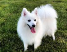 银狐犬图片及价格（好看）