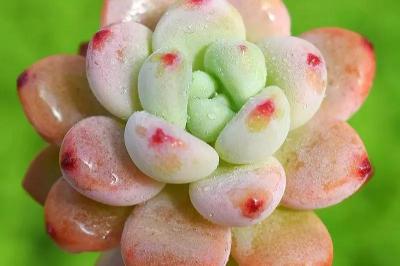 美国清宫因子价格（子宫内膜息肉）
