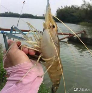 沼泽虾价格（外来的一种虾）
