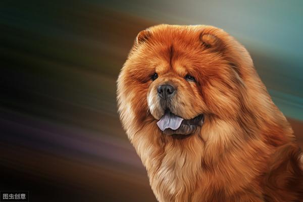 松狮犬图片多少钱一只（大部分人养狗不选）
