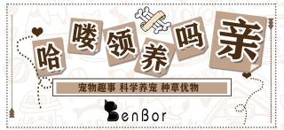 猫咪白内障手术多少钱（猫咪泪痕严重）