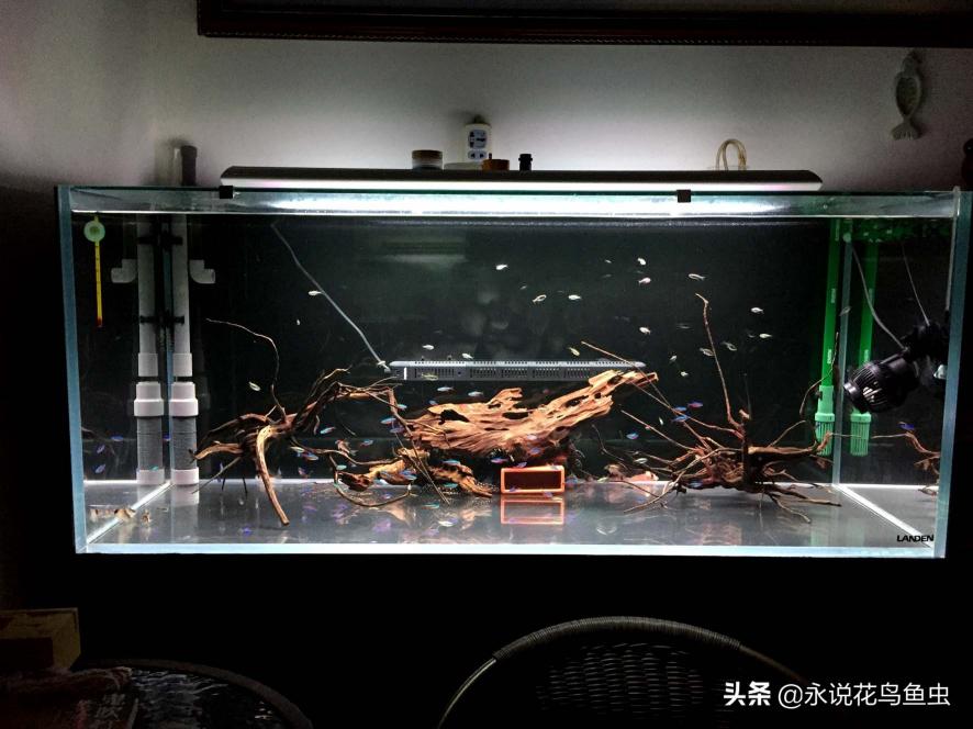 海霸鱼缸价格表（实战讲解）
