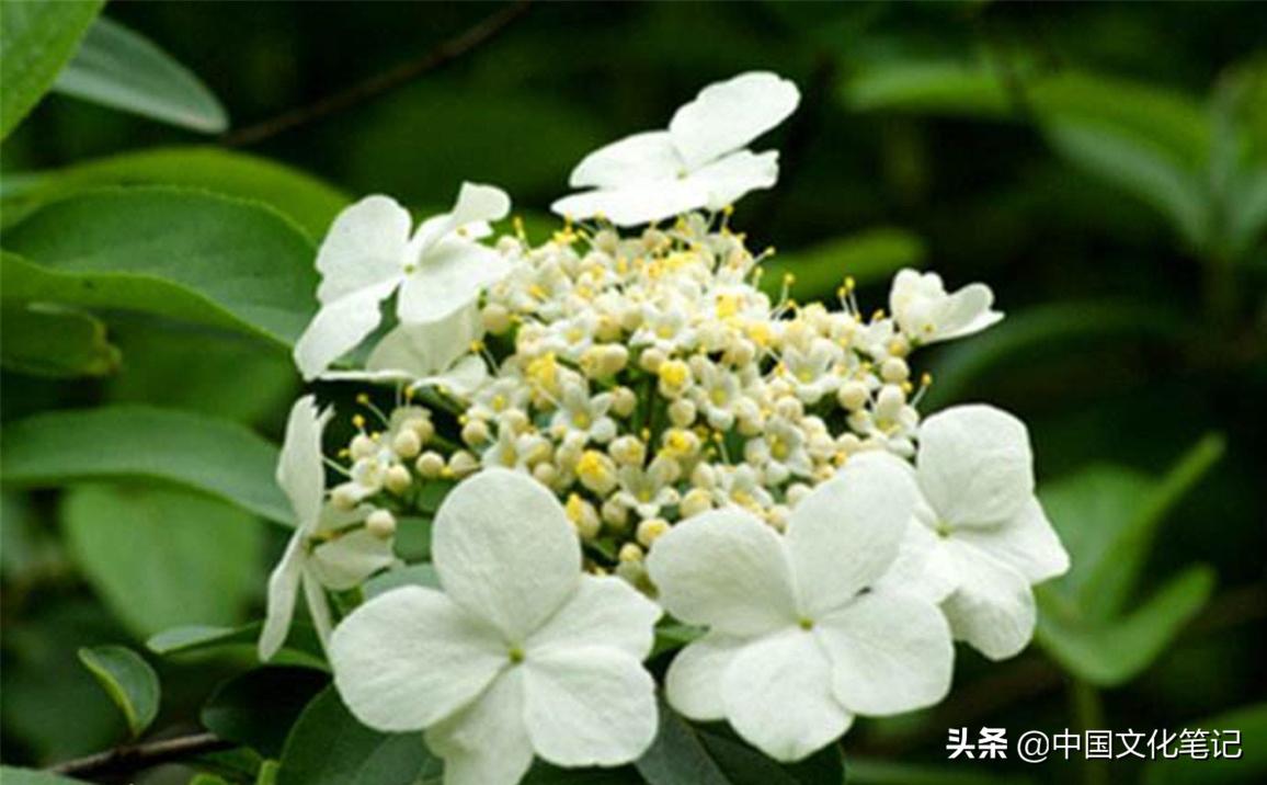 三山玉叶茶叶价格（大有来头的扬州市花）