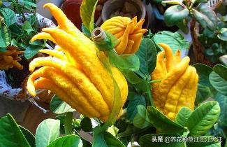 一盆佛手花价格（色现黄金界）