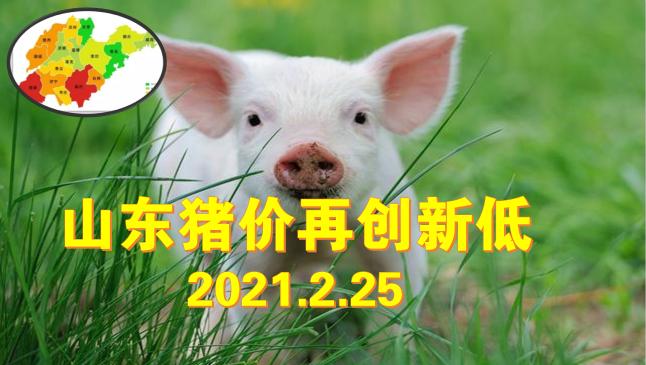 山东省生猪价格今日猪价最新（2月25日山东猪价跌出新低）
