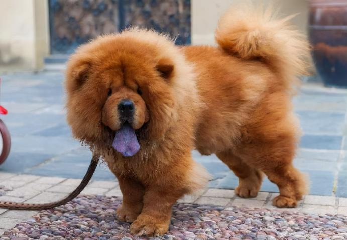 松獅犬圖片多少錢一只（原來養）