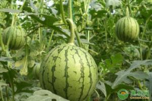 西安西瓜价格最新行情（2020年西瓜价格多少钱一斤）