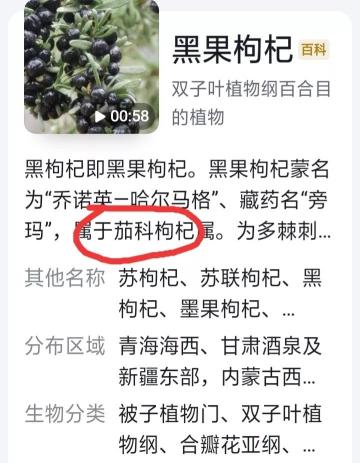 黑枸杞多少钱一斤合适（有人说曾经被炒到几千元一斤的黑枸杞）