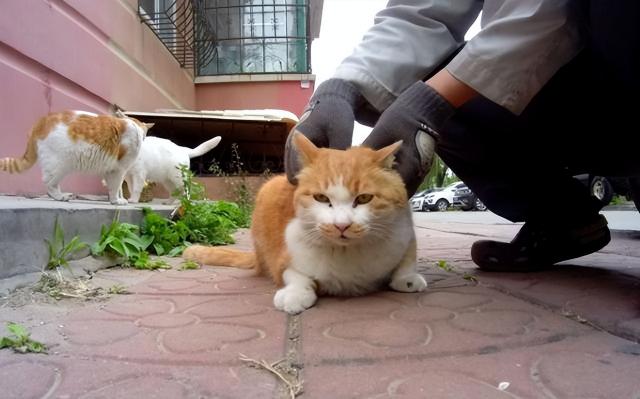 美短猫多少钱一只2018（这几种猫适合）