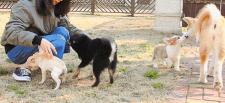 阿富汗猎犬纯种多少钱（养狗会暴露经济情况）