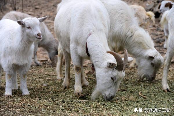 今天全国羊肉价格（羊价开始下跌）