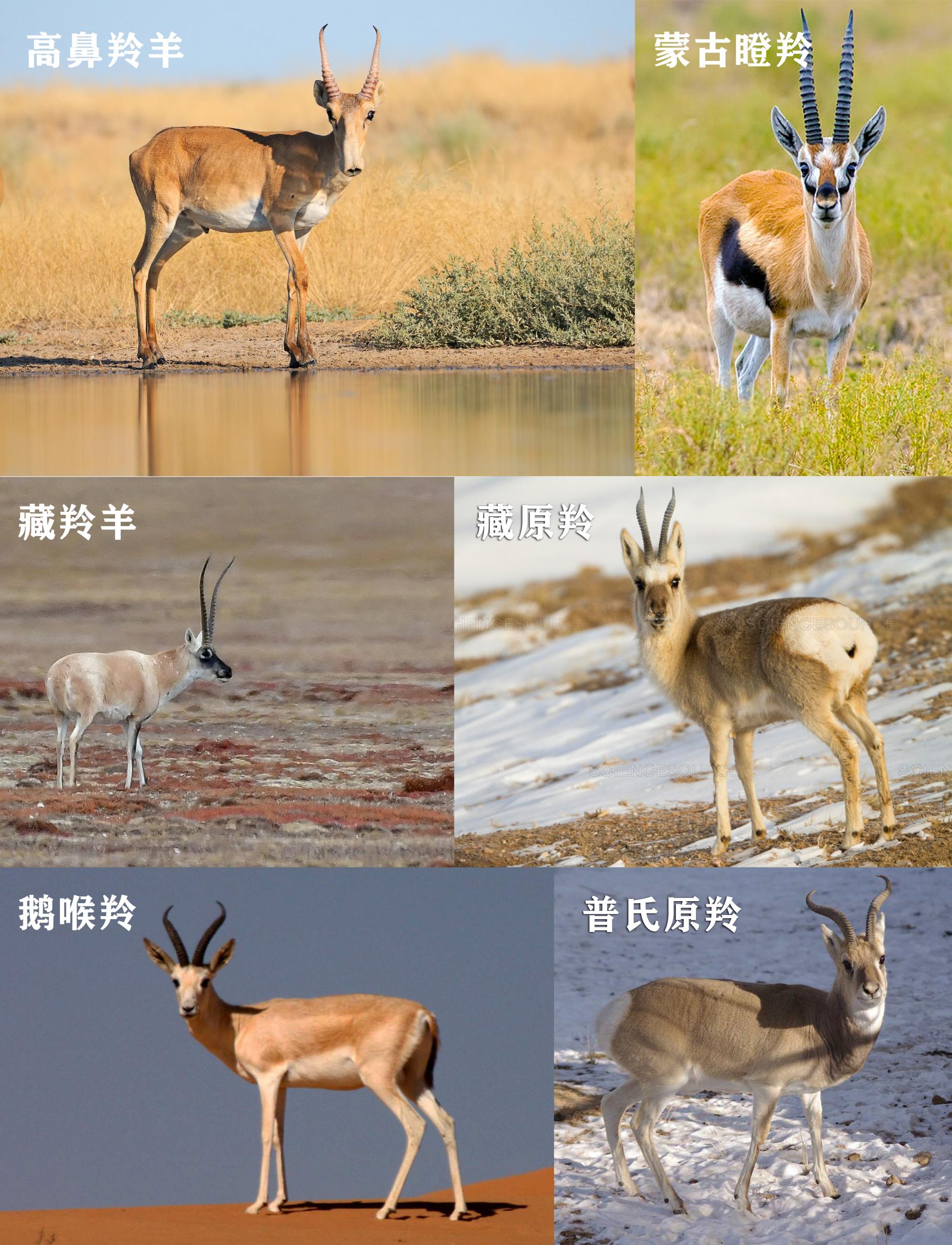 藏羚羊皮毛價格（神秘的可可西里無人區(qū)）