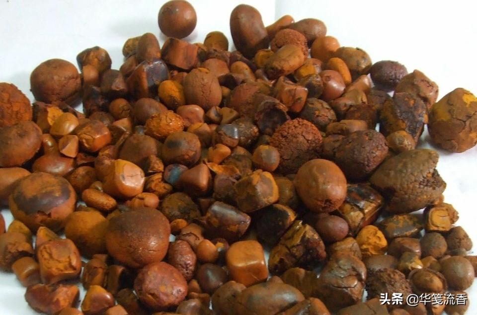 鸭宝多少钱一克（都全了）