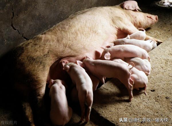 2016陆川母猪苗价格（养猪人搞清楚这三点）