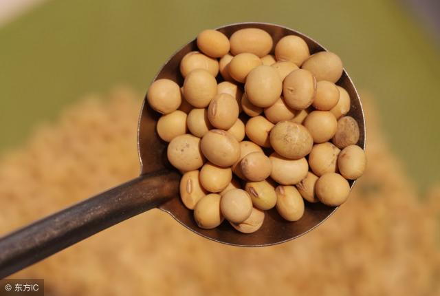最新芽豆价格（大豆价格多少钱一斤）