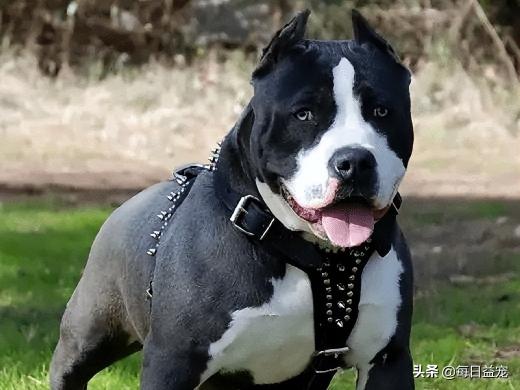 捷克狼犬多少錢一只（世界十大禁犬）