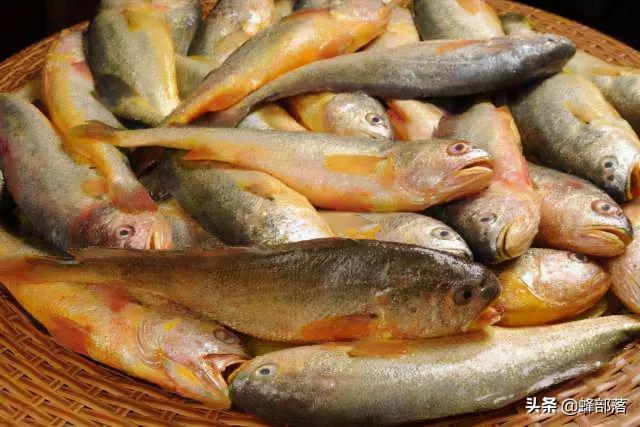 一斤左右的野生黃花魚多少錢（40年內(nèi)從一斤2毛漲到4000元）