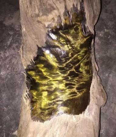 金丝楠木多少钱一吨（一棵金丝楠木能卖到上亿）