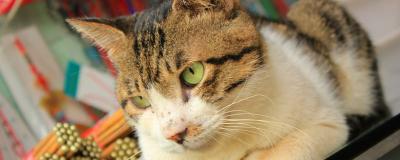 猫咪托运要多少钱（猫托运需要什么条件）