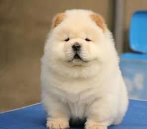 松狮多少钱（蠢萌的松狮犬）