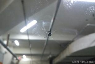 汽車玻璃修復(fù)多少錢（直播）