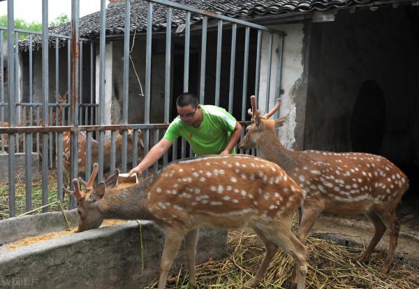 新鲜鹿血多少钱一斤（在农村养殖20头梅花鹿）