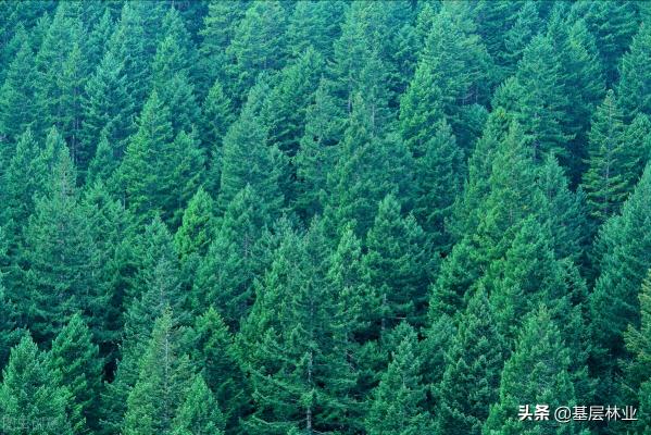 杉树苗多少钱一颗（农村种植业投资哪个好）