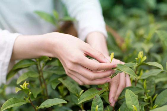 都匀毛尖茶多少钱一斤（贵州都匀毛尖茶怎么样）