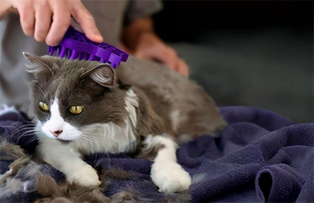 英短长毛猫多少钱一只（掉毛很）