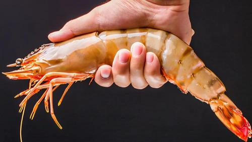 海龙虾多少钱一斤（12种海虾）